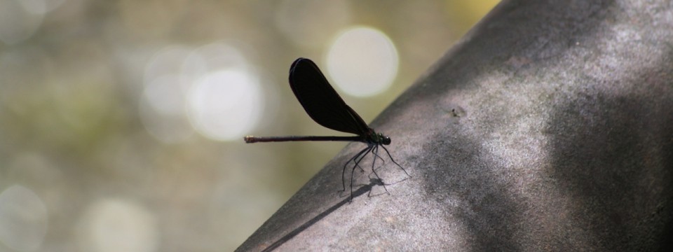 ハグロトンボ / Calopteryx atrata @ Shirakawa-Sosui, Kyoto (September 2009)