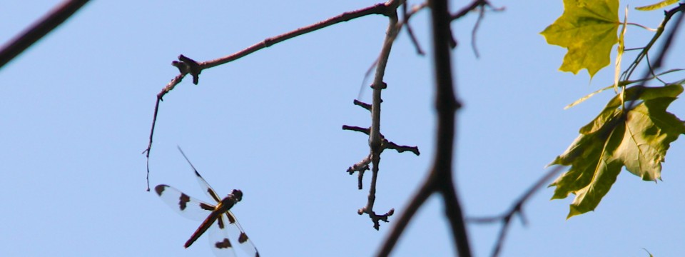 Twelve-Spotted Skimmer @ Barrie st., Kingston, ON (June 2012)