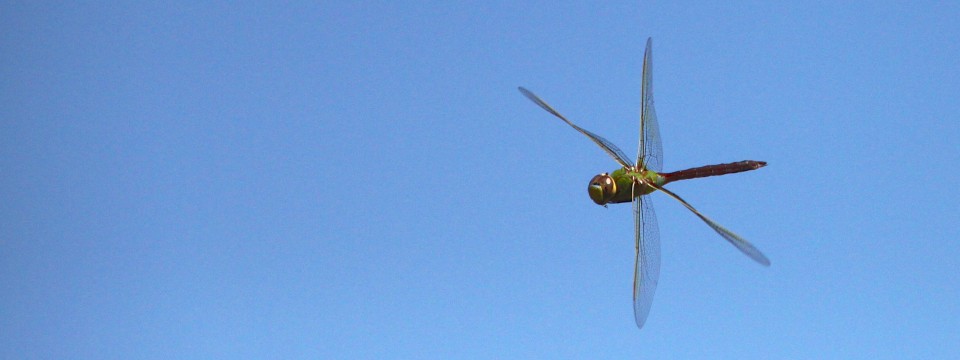 Green Darter @ City Park, Kingston, ON (June 2012)