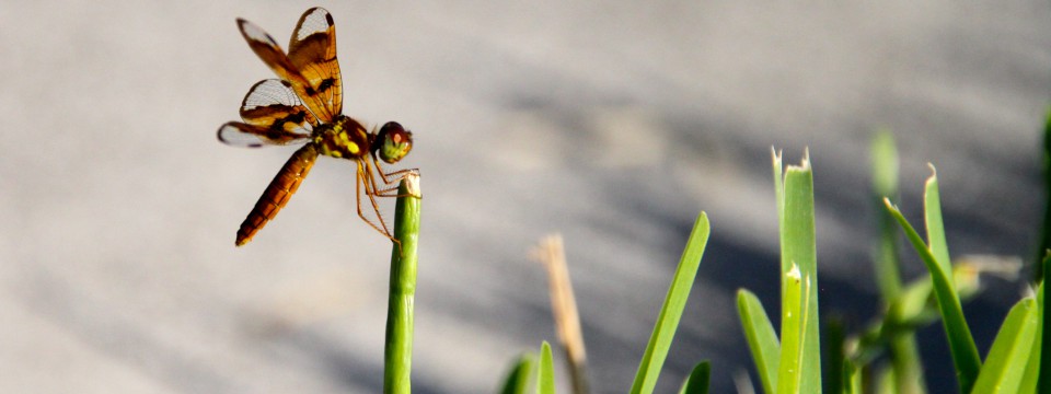 Eastern Amberwing (f) @ Orlando, FL (July 2012)
