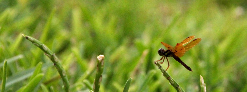 Eastern Amberwing (m) @ Floridays Resort, Orlando, FL (July 2012)