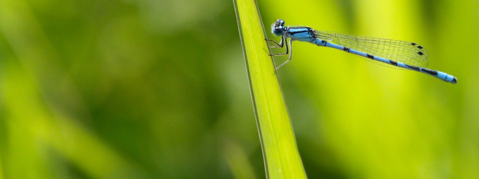 Northern Bluet @ Grass Creek Park, Kingston, ON (July 2012)