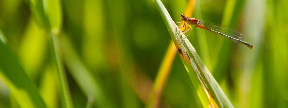 Rambur’s Forktail @ Grass Creek Park, Kingston, ON (July 2012)