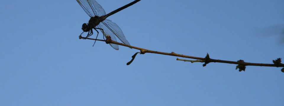 Four-Spotted Pennant @ Floridays Resort, Orlando, FL (July 2012)