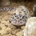 Does Aquatan Dream A Leopard Gecko?